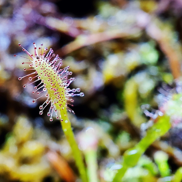 Event image CARNIVOROUS HALLOWEEN TERRARIUM